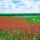 Поле эспарцета